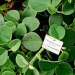 Peperomia incana অভ্যাস