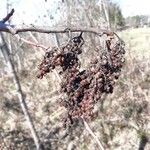 Rhus copallinum Fruto