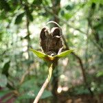 Anonidium floribundum Flor