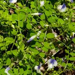 Vicia cypria Flor