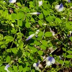 Vicia cypria