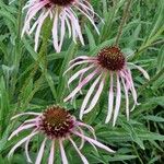 Echinacea pallida Virág