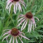 Echinacea pallida Цветок