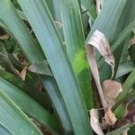 Vriesea platynema Leaf