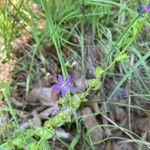 Triodanis perfoliata Blomma