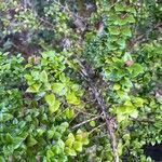 Rhaphithamnus spinosus Hoja