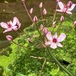 Butomus umbellatus Fleur
