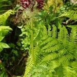 Pedicularis atrosanguinea Flor