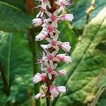 Bistorta amplexicaulis Floare