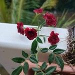 Rosa abietina Õis