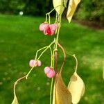 Euonymus maackii Fruit