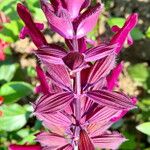 Salvia involucrata Fleur