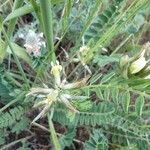 Astragalus hamosus 花