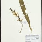 Cyrtorchis injoloensis Otro