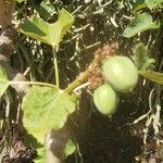 Jatropha curcas Frucht