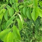 Ulmus rubra Leaf