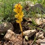 Orobanche gracilis Hábito
