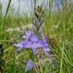 Veronica orsiniana