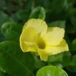 Pentalinon luteum Flor