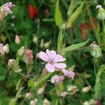 Vaccaria hispanica 花