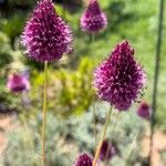 Allium sphaerocephalon 花