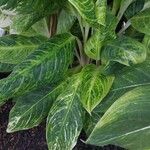 Aglaonema costatum Blatt