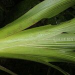 Xiphidium caeruleum Leaf