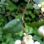 Symphoricarpos albus Fruit