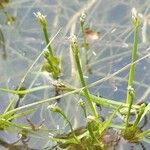 Isolepis fluitans Blüte