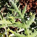 Cynara cardunculus Leht