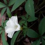Merremia quinquefolia Flor
