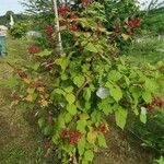 Rubus phoenicolasius Libunga