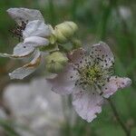 Rubus × collinus