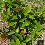 Ixora coccinea Leaf