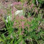 Galium rubrum Fleur