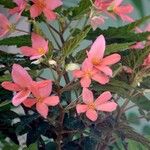 Begonia boliviensis Ďalší