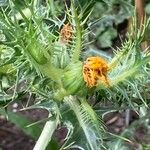 Scolymus maculatus Flor