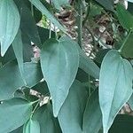 Swietenia mahagoni Ліст