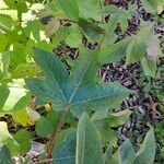 Gossypium herbaceum Libunga