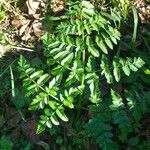 Berula erecta Blad