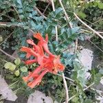 Tecomaria capensis Blatt