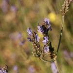 Lavandula multifida Flower