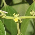 Colubrina triflora Лист