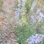 Lupinus argenteus Fruchs