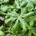 Podophyllum peltatum Fulla