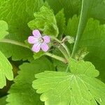 Geranium rotundifolium Листок