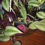 Tradescantia zebrina Blatt