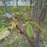 Handroanthus chrysanthus 叶