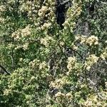 Baccharis obovata Habit