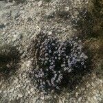 Globularia alypum Hábito